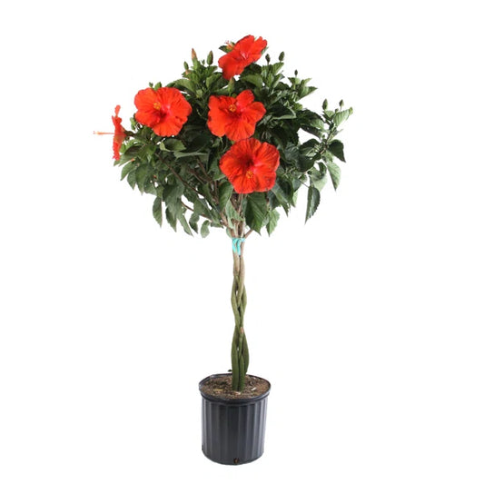 🌺 3 Gallon Hibiscus Tree