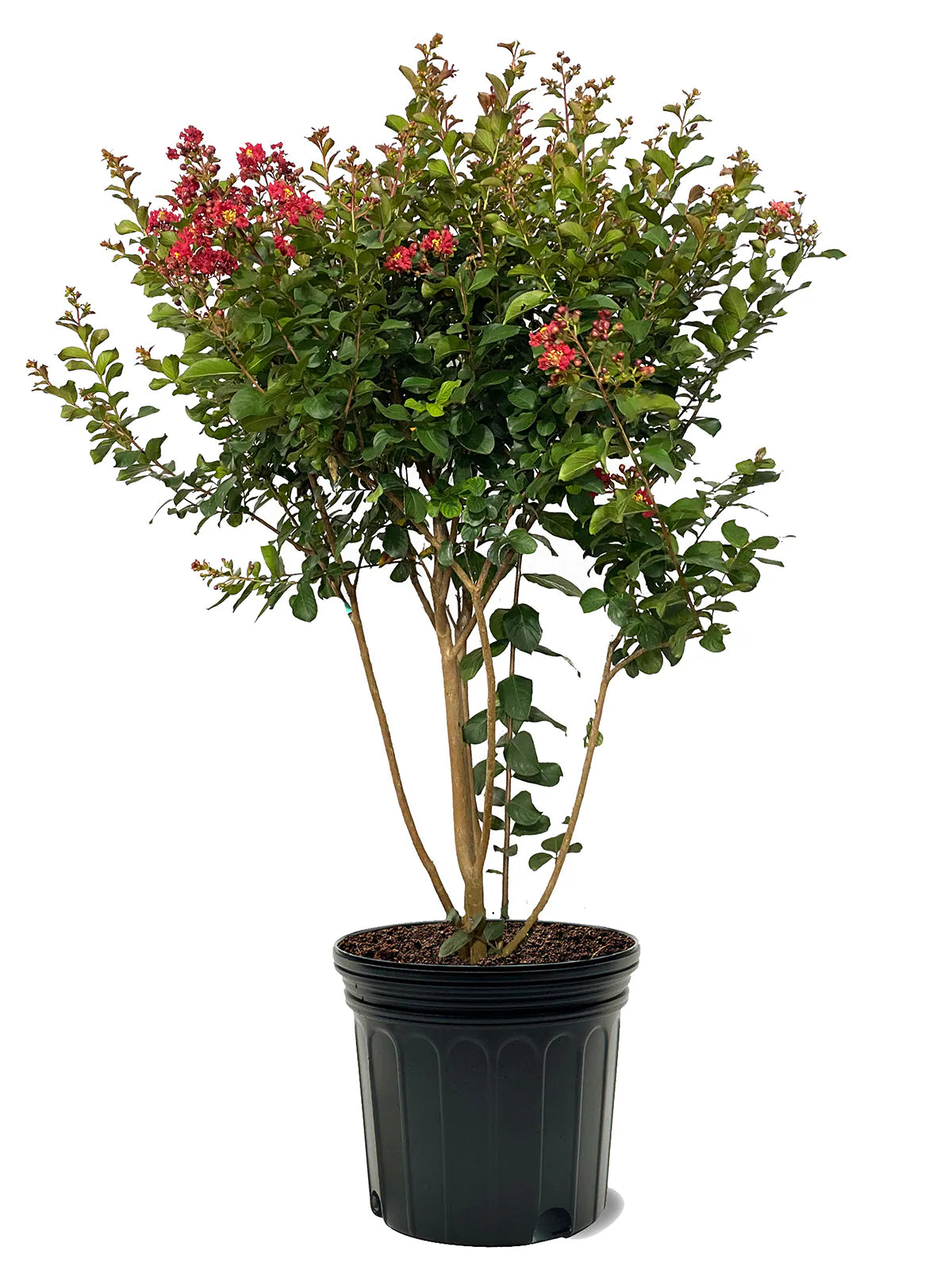 Crape Myrtle Tree "Lagerstroemia indica"