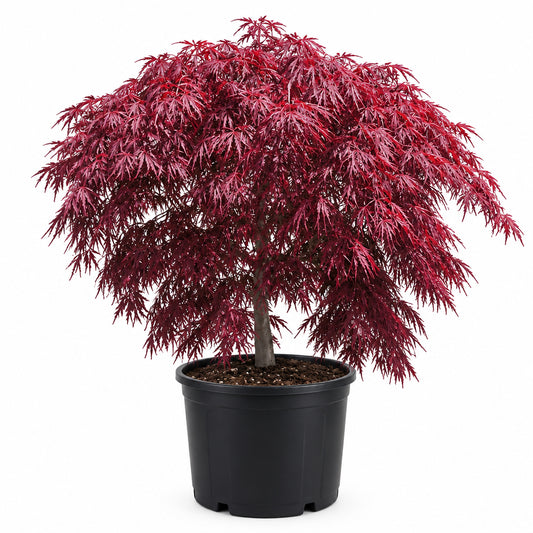 Japanese maple Tamukeyama Tree 3 gallon