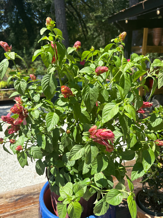 Red Justicia Shrimp Plant – 3 Gallon ❤️🦐🌿