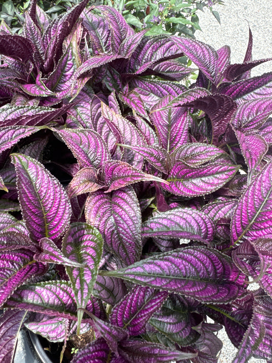 Persian Shield (1 Gallon)