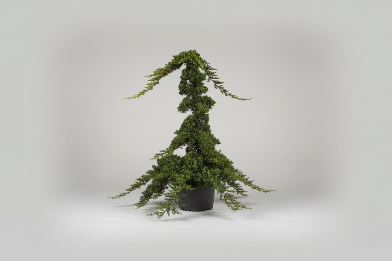 Juniper Procumbens ‘Nana’ Staked – 10 Gallon