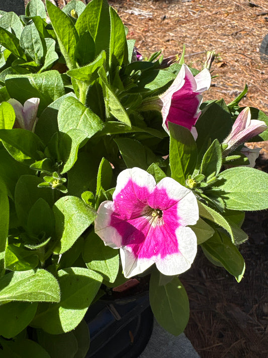Petunia (1 Gallon)