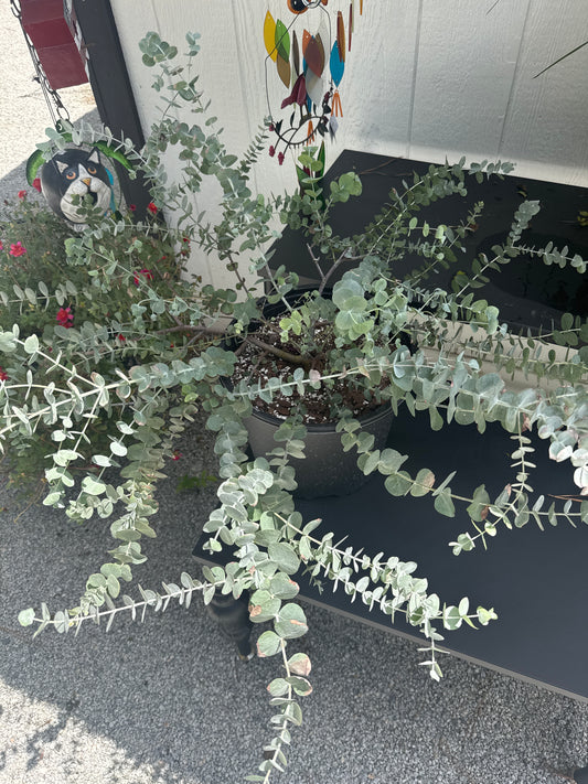 Eucalyptus Tree (3 Gallon)