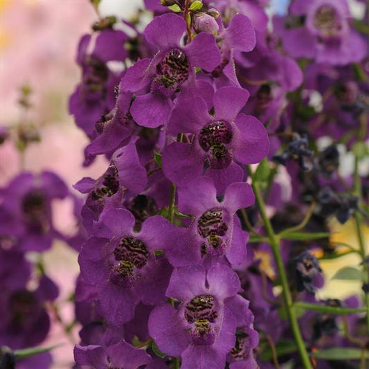 🌸 Archangel Dark Purple Plant