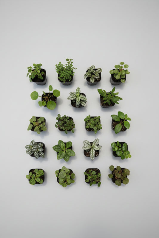 Assorted Fairy Garden Plants (2" Individually Priced)