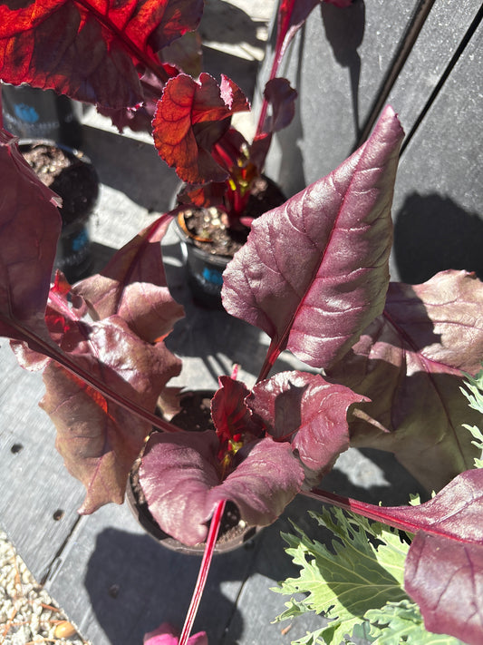 Beet Bulls Blood 4"
