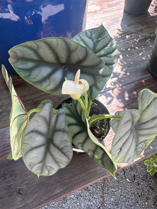 Alocasia Silver Dragon (4")