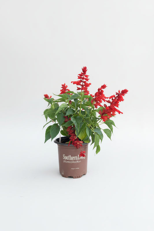 Salvia (1 Gallon)