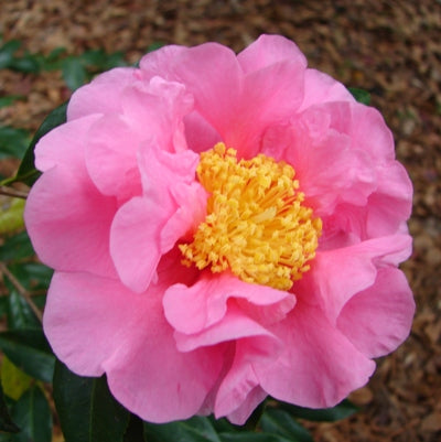💕 Dream Girl Camellia (Camellia sasanqua ‘Narumigata’ × Camellia reticulata ‘Buddha’) – 3 Gallon