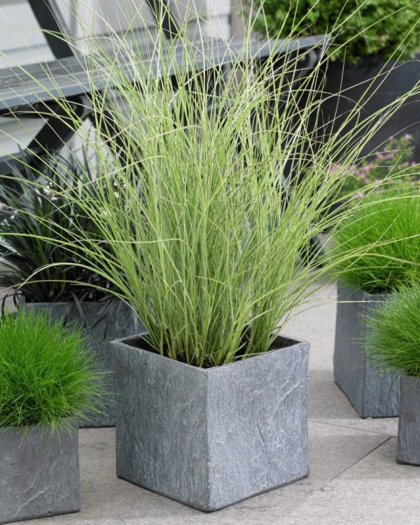 Miscanthus sinensis — Maiden Grass