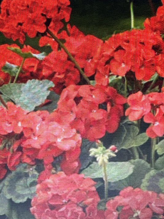 Geranium 1 Gallon