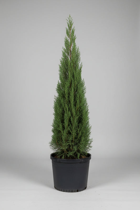 Juniper chinensis ‘Blue Point’ 15 Gallon Cone Topiary