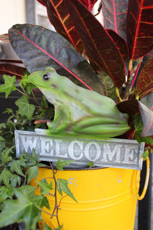 Welcome Frog