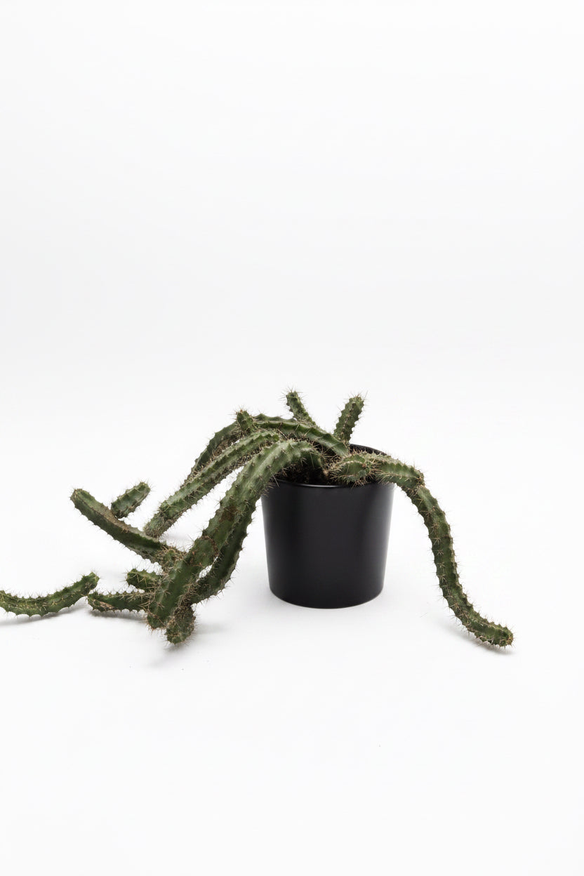 Lady Finger Cactus  4.5"