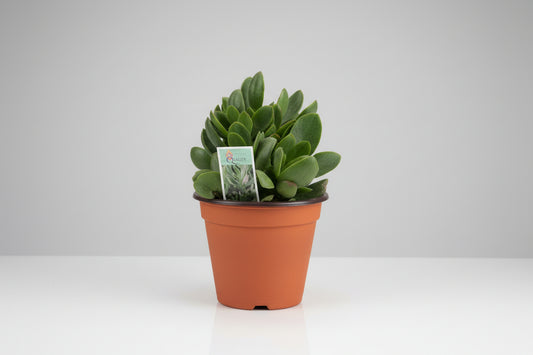 Crassula - 4"
