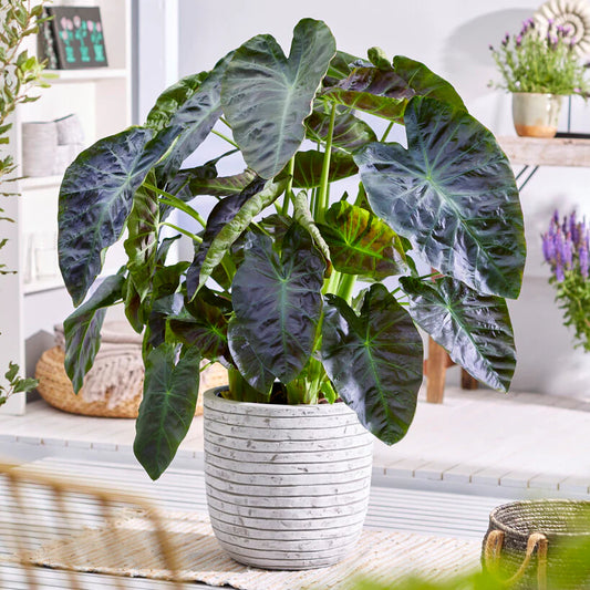 Alocasia ‘Aloha’ (1 Gallon) – Tropical Elegance at Home 🌿✨