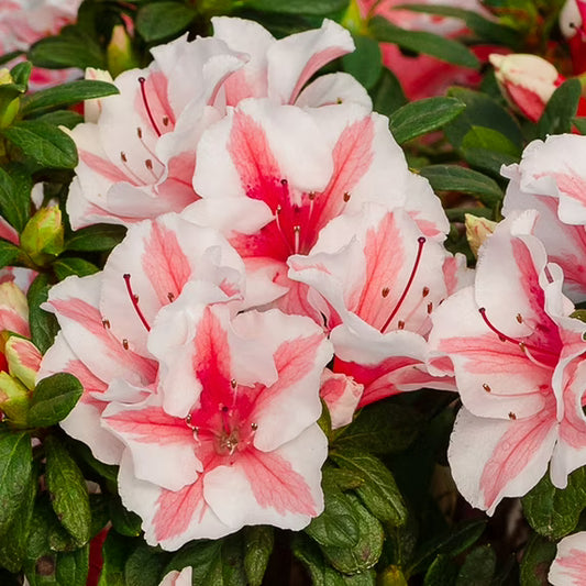 🌸 Encore Azalea ‘Starburst’ – 7 Gallon