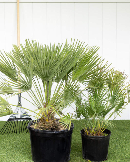 🌴 European Fan Palm – 3 Gallon