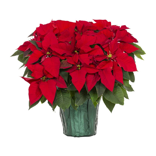 Poinsettia (1 gal)