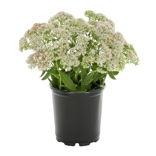 Sedum 'Autumn Joy' (1 Gallon)