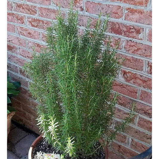 Barbecue Rosemary – 1 Quart 🌿🔥✨