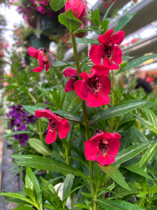 🍒 Archangel Cherry Red Plant