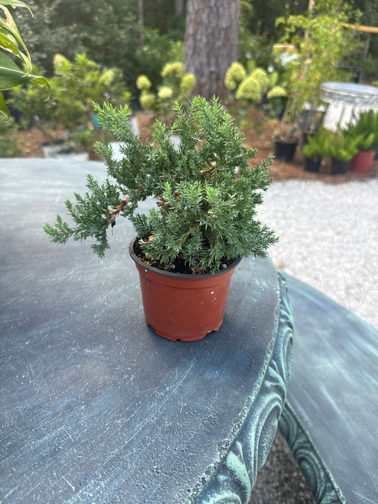 Juniper Bonsai (4.5")