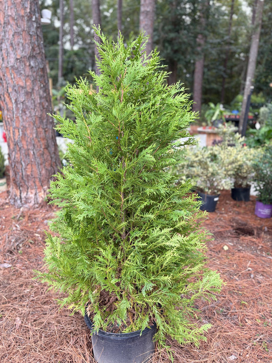 Arborvitae ‘Green Giant’