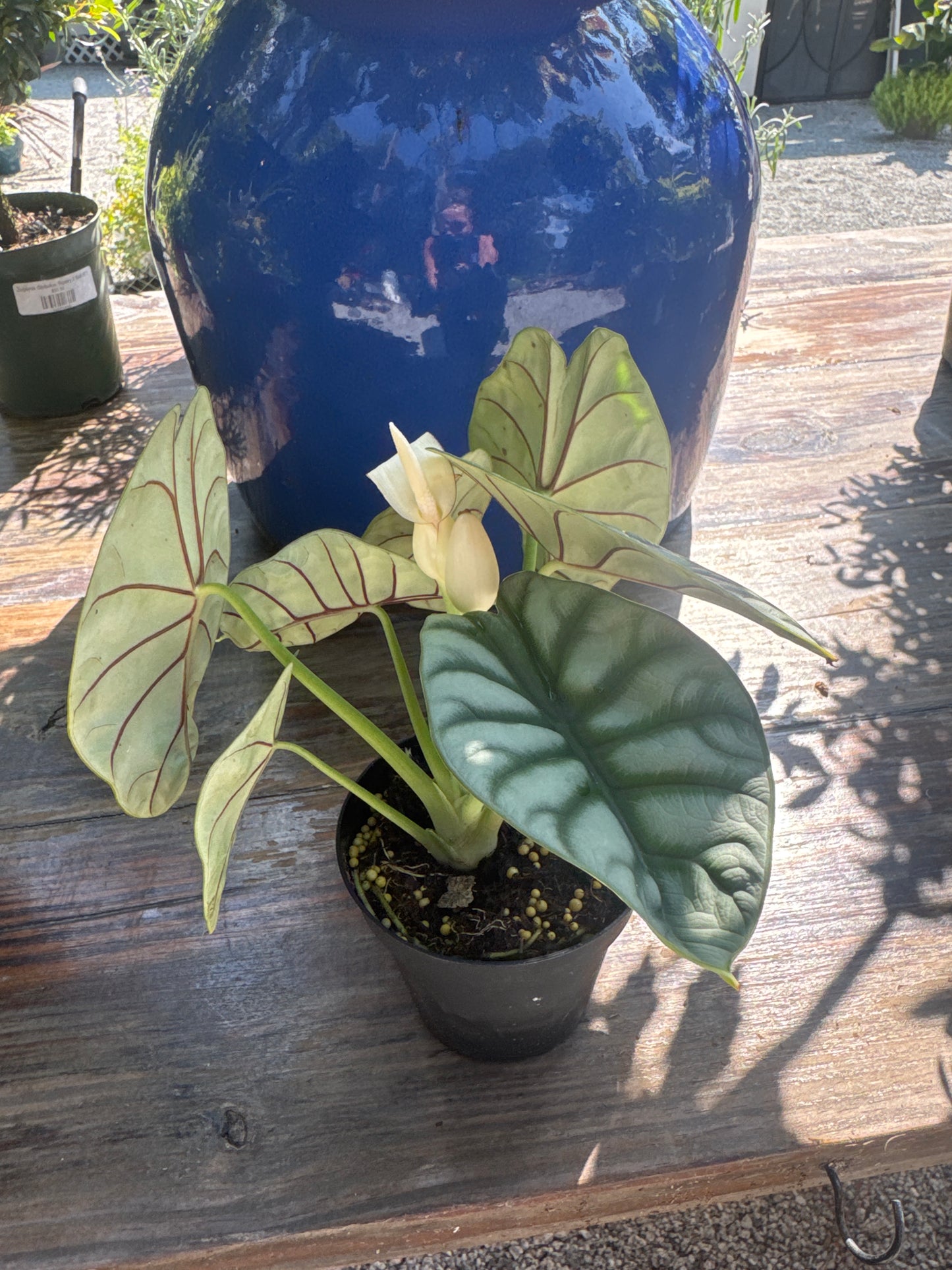 Alocasia Silver Dragon (4")