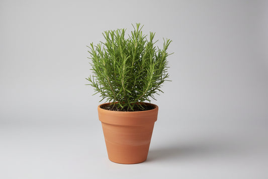 Tuscan Rosemary 1 gal