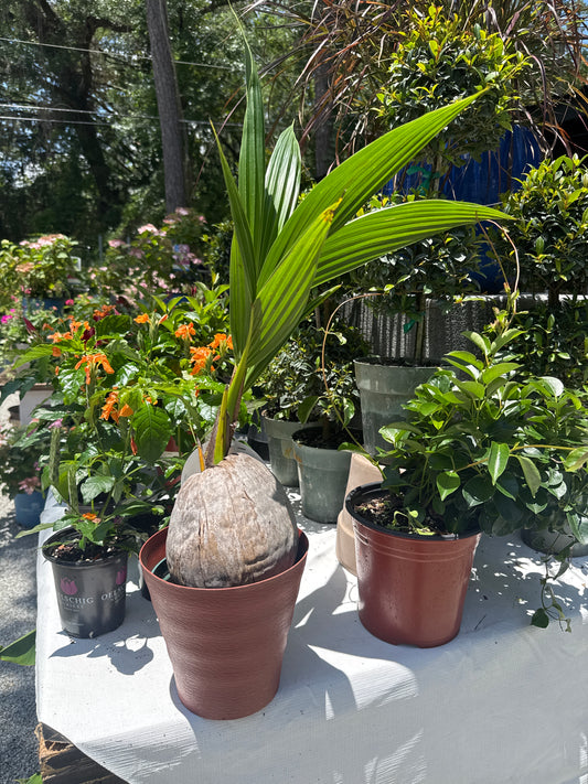 Dwarf Coconut Palm 2-2.5 ft (6")