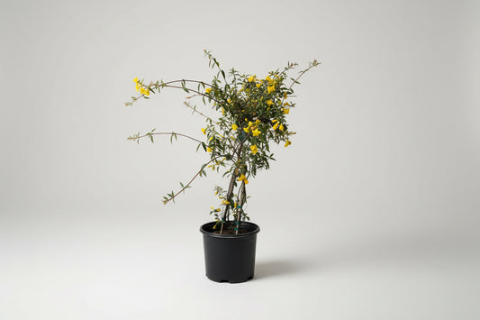 Carolina Jasmine (3 Gallon)