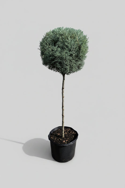 Carolina Sapphire #5 Patio Globe Topiary
