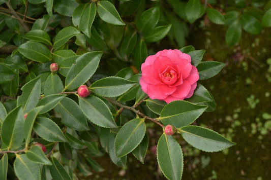 🌸 Early Autumn Camellia (Camellia sasanqua) — 1 Gallon