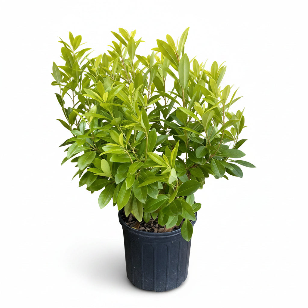 Hardy Anise / Yellow Anise – 3 Gallon