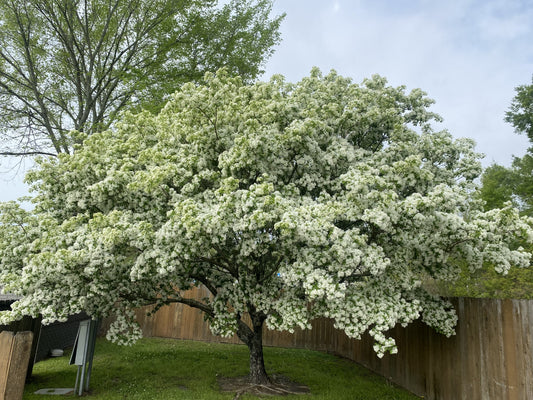 🌳 Fringe Tree – 30 Gallon