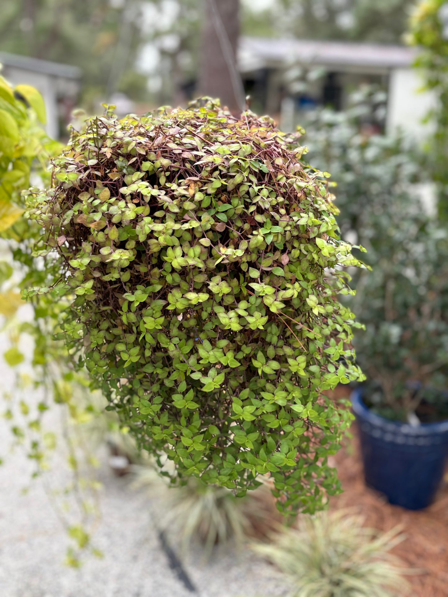Bolivian Jew Plant – Hanging Basket 💜🌿✨