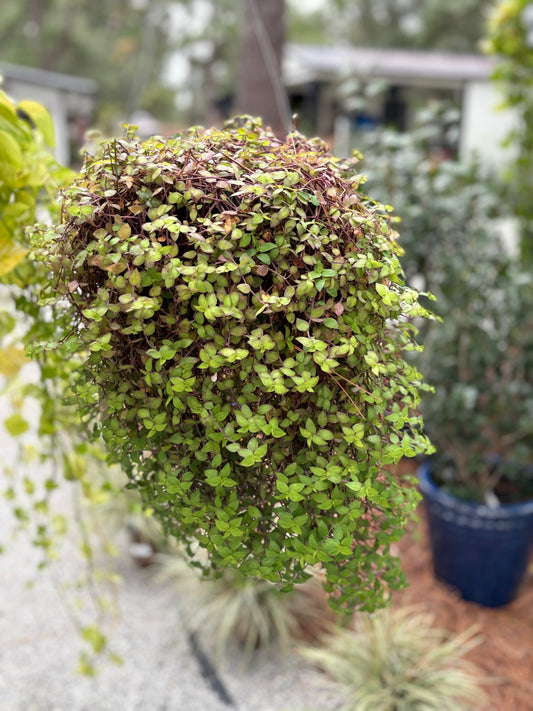 Bolivian Jew Plant – Hanging Basket 💜🌿✨