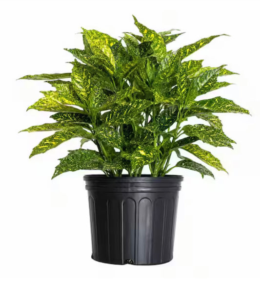 Acuba 'Gold Dust Gold Specks' (3 Gallon)