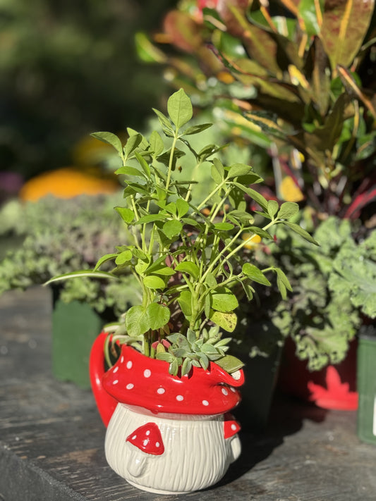 Mushroom Planter Assorted Foliage