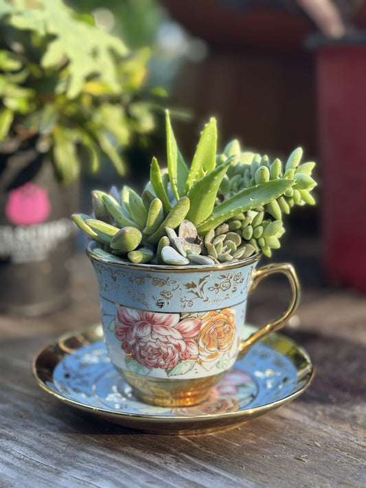 Bloom in a Teacup
