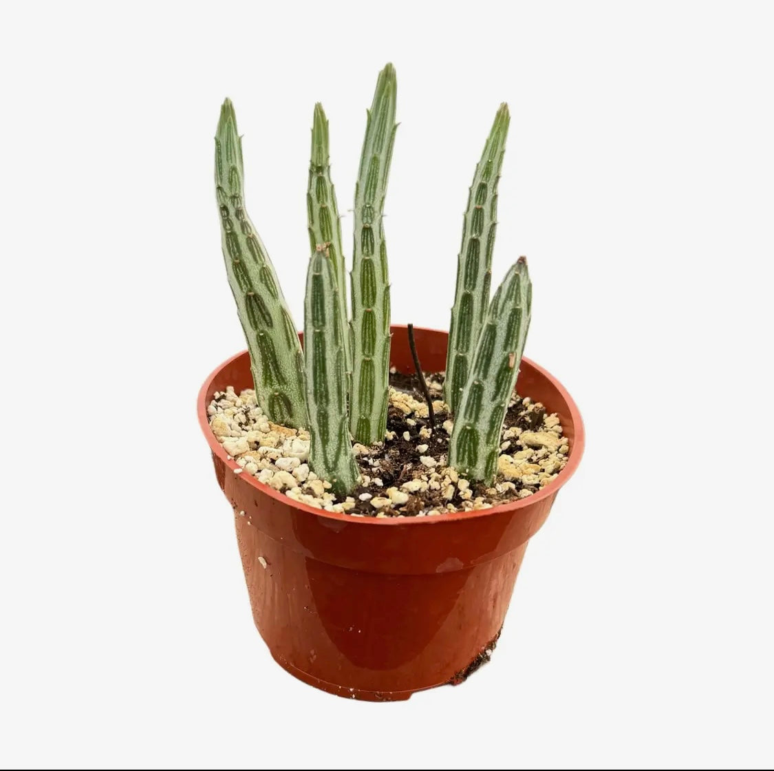 4" Pickle Plant Succulent  (Delosperma echinatum)