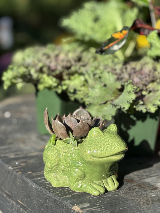 Frog Succulent