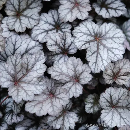 Heuchera ‘Glitter’ – 1 Gallon – Wrights Market