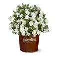 Gardenia Jubilation ( 2 Gal)