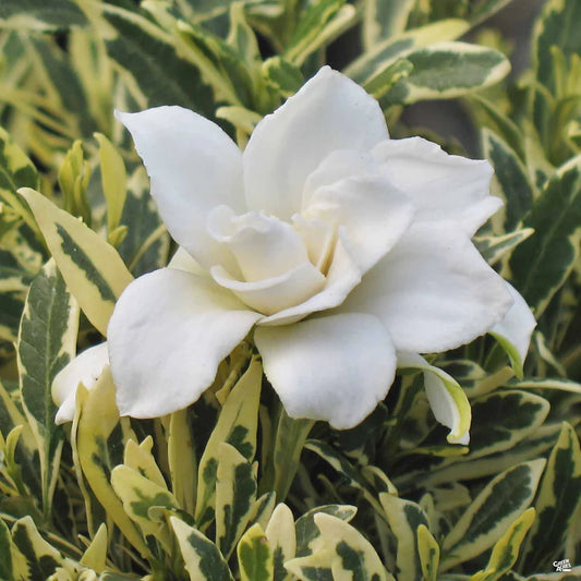 🌿 Variegated Gardenia (Gardenia jasminoides variegata) – 7 Gallon