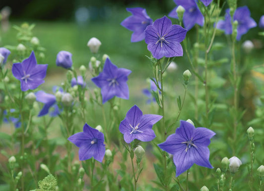 Platycodon "Balloon Flower" 4.5"