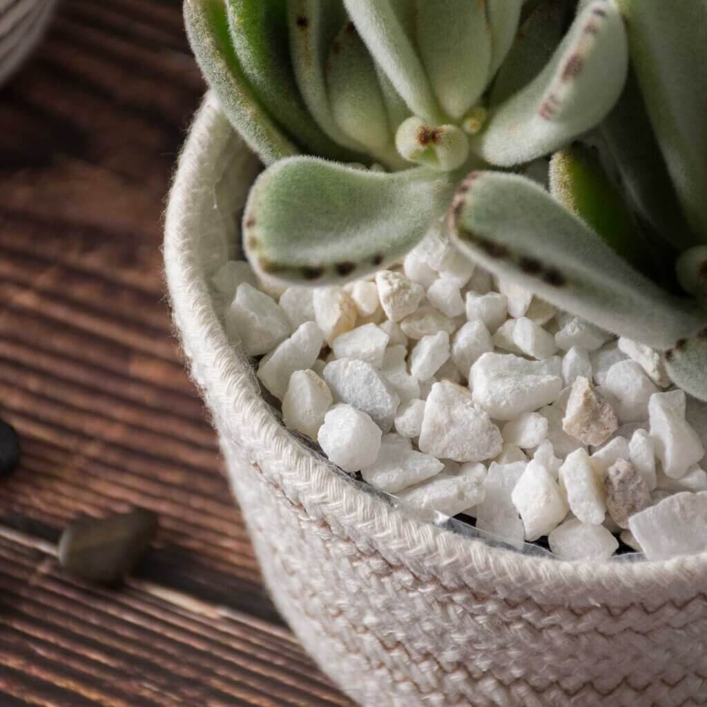 🤍 Super Moss® Soil Cover & Amendment – White Gravel (2 qt)  Bright finish. Clean contrast. Beautifully complete.