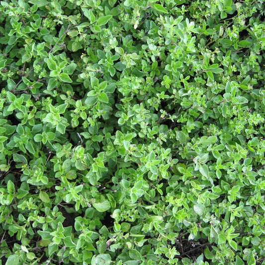 Greek Oregano 4"